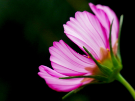 格桑花
