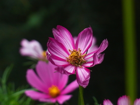 格桑花
