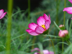 格桑花