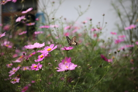 格桑花