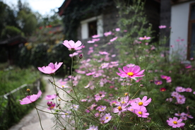 格桑花