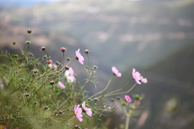 格桑花