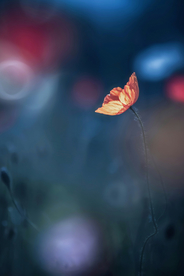 格桑花