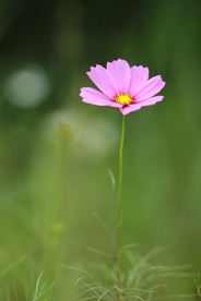 格桑花