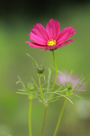 格桑花