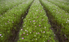 格桑花