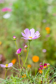 格桑花