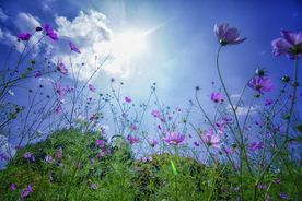 格桑花