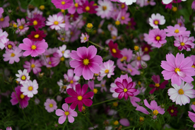 格桑花