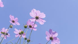 格桑花