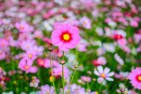 格桑花
