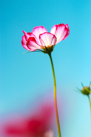 格桑花
