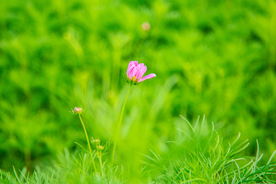 格桑花
