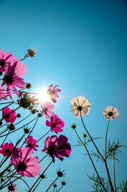 格桑花