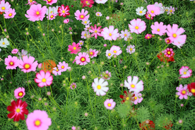格桑花