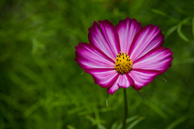 格桑花