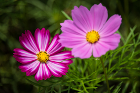 格桑花
