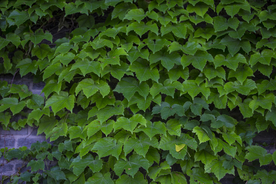 爬山虎