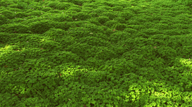 绿叶背景