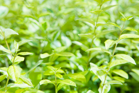 绿叶背景