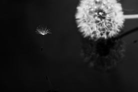 蒲公英