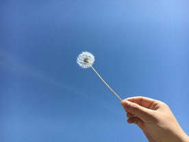 蒲公英