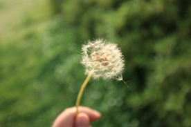蒲公英