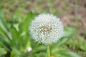 蒲公英
