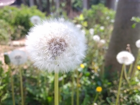 蒲公英