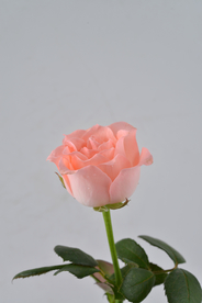玫瑰