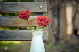 玫瑰