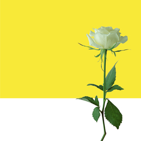玫瑰