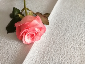 玫瑰