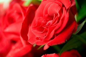 玫瑰