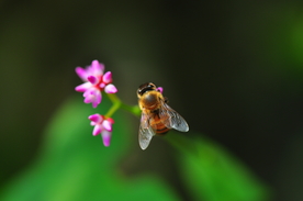 蜜蜂