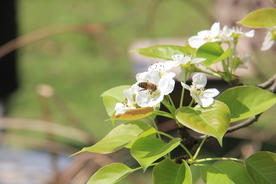 采蜜