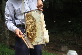 蜂巢