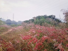 红茅草
