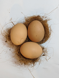 鸡蛋