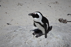 非洲企鹅