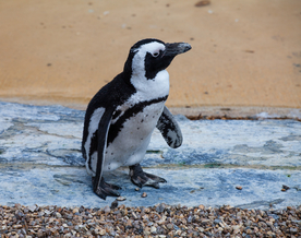 非洲企鹅