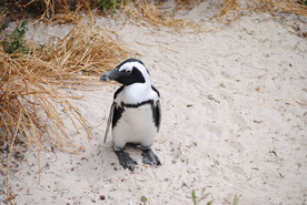 非洲企鹅