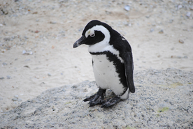 非洲企鹅