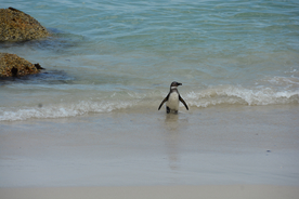 小企鹅 企鹅 一只企鹅 一群