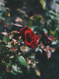 红玫瑰