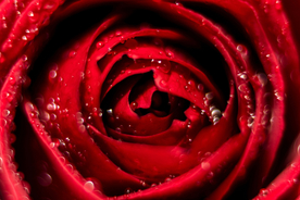 红玫瑰