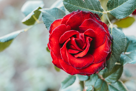 红玫瑰