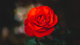 红玫瑰