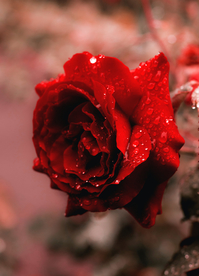红玫瑰