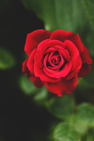 红玫瑰